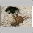 wegwespe-11mm-05-mit Spinne.jpg